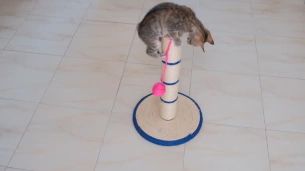 小猫小灰色活跃孩子搞笑可爱玩猫玩具 — 图库视频影像