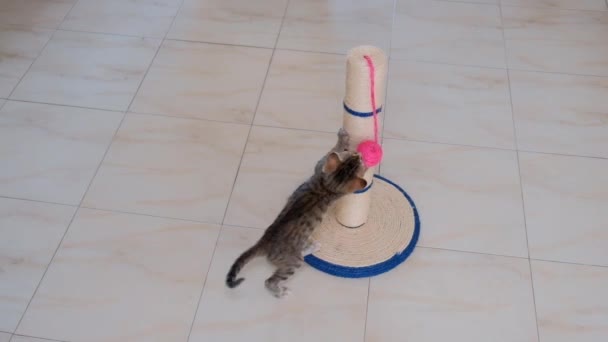 Kitten Kleine Grijze Actieve Kid Grappig Schattig Spelen Met Kattenspeelgoed — Stockvideo