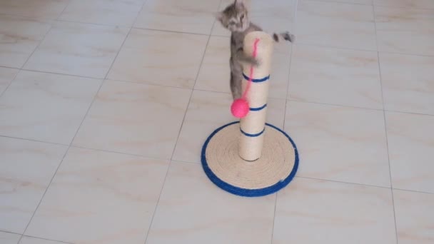 Kätzchen Klein Grau Aktiv Kind Lustig Niedlich Spielen Mit Katzenspielzeug — Stockvideo