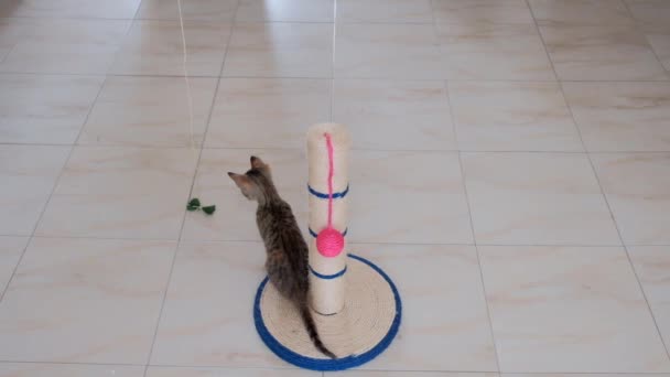 Gatinho Pequeno Cinza Ativo Garoto Engraçado Bonito Jogando Com Brinquedos — Vídeo de Stock