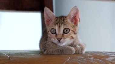 gri kedi kameraya bakıyor