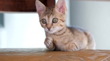 gri sevimli kedi yavrusu geniş açık ağız esneme