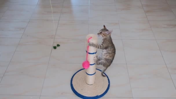 Kitten Kleine Grijze Actieve Schattige Knappe Spelen Met Kattenspeelgoed — Stockvideo