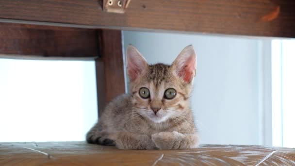 Gray Kitten Looking Camera — Stock Video