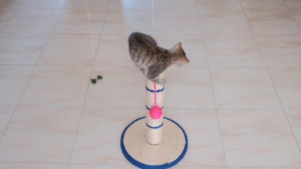 Kitten Kleine Grijze Actieve Schattige Knappe Spelen Met Kattenspeelgoed — Stockvideo