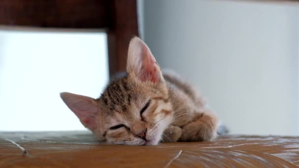Raw Cute Kitten Sleeping Rests — Stock Video