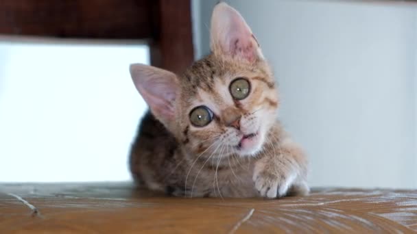 Gray Cute Kitten Yawns Wide Open Mouth — Stock Video