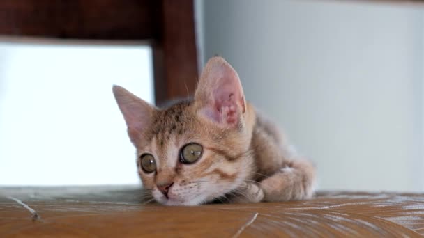 Grijze Kitten Kijken Naar Camera — Stockvideo