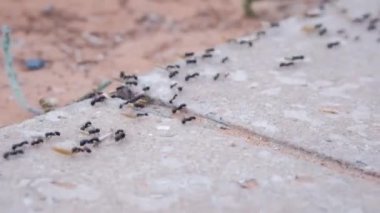 bir çiçek sürükleyerek büyük siyah karıncalar tarama Lots