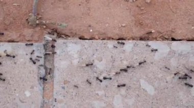 bir çiçek sürükleyerek büyük siyah karıncalar tarama Lots