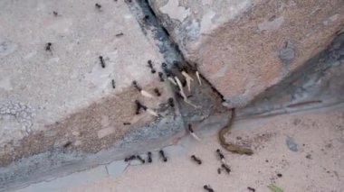 bir çiçek sürükleyerek büyük siyah karıncalar tarama Lots