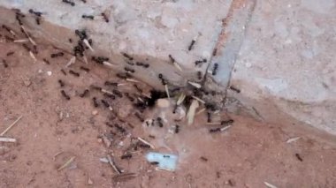 bir çiçek sürükleyerek büyük siyah karıncalar tarama Lots