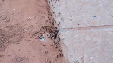 bir çiçek sürükleyerek büyük siyah karıncalar tarama Lots