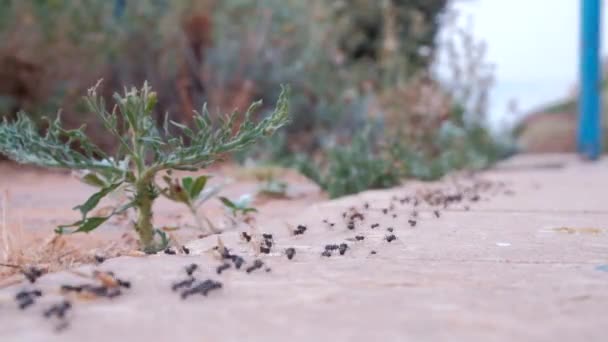 Veel Kruipen Grote Zwarte Mieren Slepen Een Bloem — Stockvideo