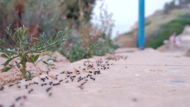 Bir Çiçek Sürükleyerek Büyük Siyah Karıncalar Tarama Lots — Stok video