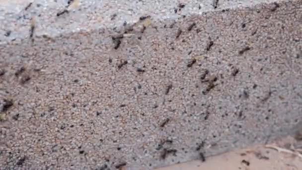 beaucoup de grandes fourmis noires rampantes traînant une fleur 