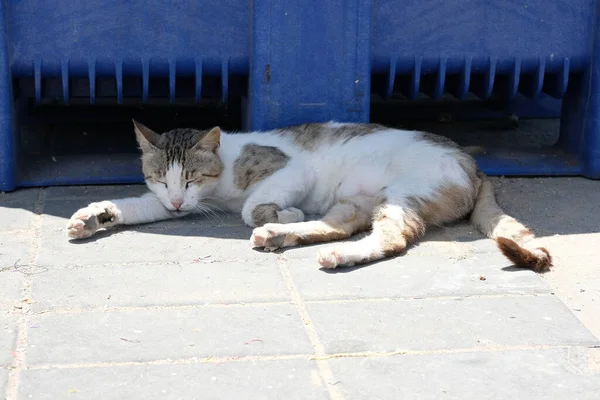 street cat sleeping in the shade