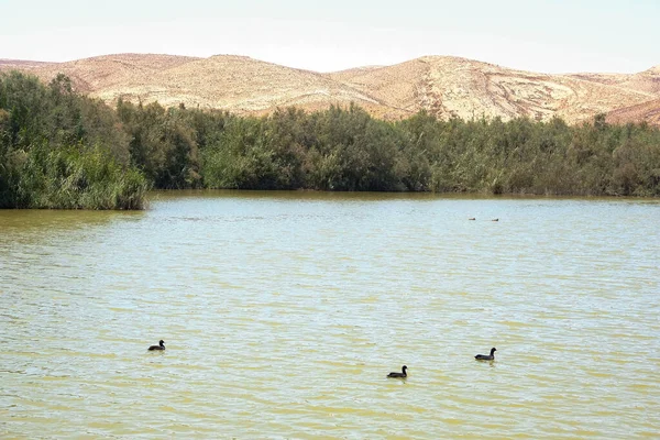 Lago Deserto Negev Israel — Fotografia de Stock