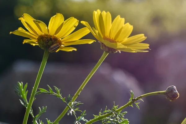 flowers against the sky, yellow daisies