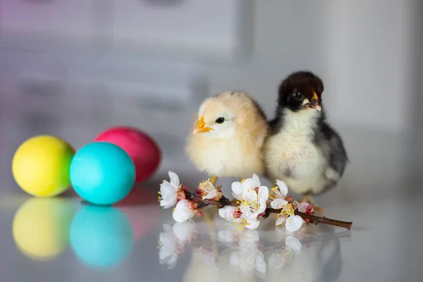 Pasgeboren kippen en paaseieren — Stockfoto