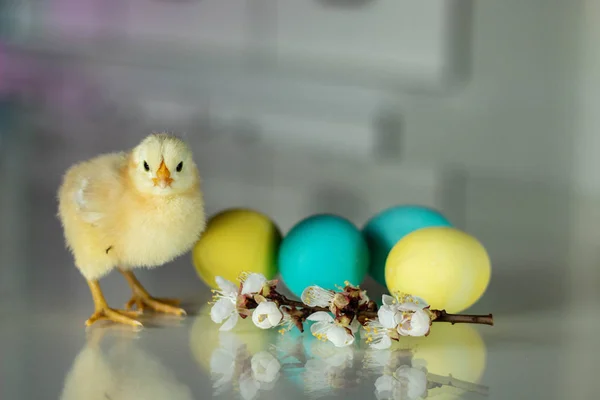 newborn chickens and easter eggs