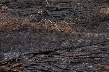yangından sonra orman. Kavrulmuş zemin, doku arka plan.