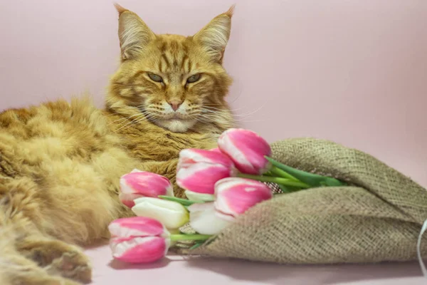Красивый красный mainecoon кот и розовые тюльпаны на розовом фоне — стоковое фото