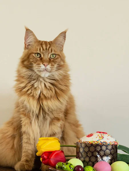 Easter still life with flowers and red mainecoon cat — стоковое фото