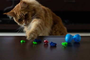 mainecoon kedi ahşap masa üzerinde lego oyuncaklar ile oynar