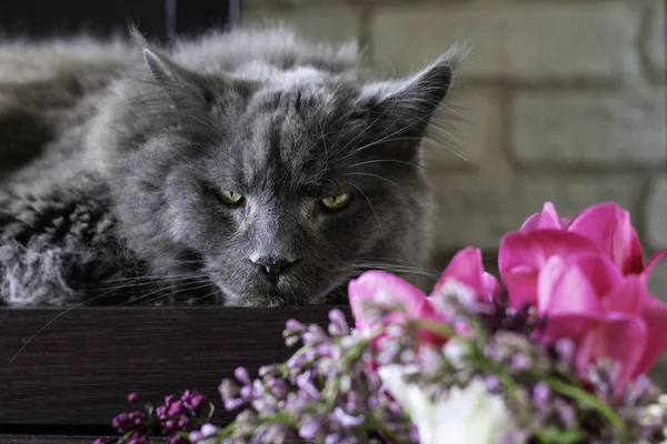 Šedivá hlavní kočka leží blízko růžových květin v vázu. Lilac a tulipány. — Stock fotografie