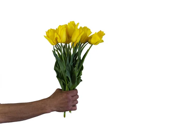 Mans mão estendendo um monte de tulipas amarelas no fundo branco — Fotografia de Stock