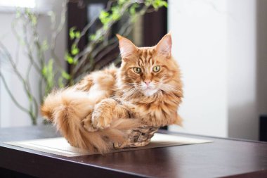 Güzel zencefil uzun saç mainecoon kedi ahşap masada bir bambu vazo yalan