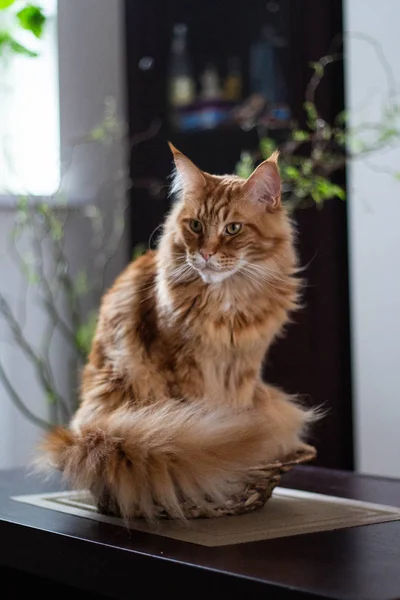 Όμορφη τζίντζερ μακρά μαλλιά ζώαsoftiesλαγωνικάφωτογραφίαμοτίβα γάτα που βρίσκεται σε ένα βάζο μπαμπού σε ξύλινο τραπέζι — Φωτογραφία Αρχείου