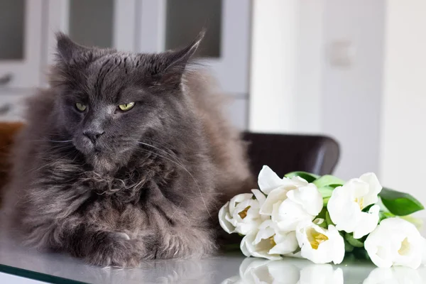 Голубой кот, сидящий возле букета белых тюльпанов на столе — стоковое фото