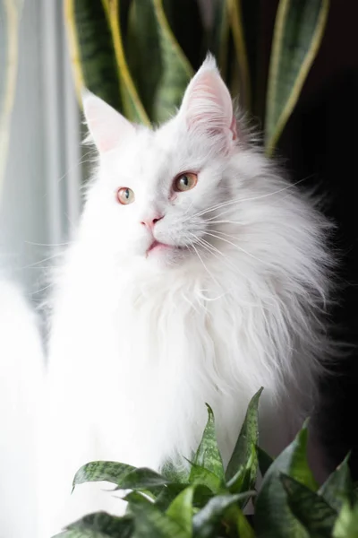 White mainecoon cat sitting on the windowsill in the leaves of sansevieria — 스톡 사진