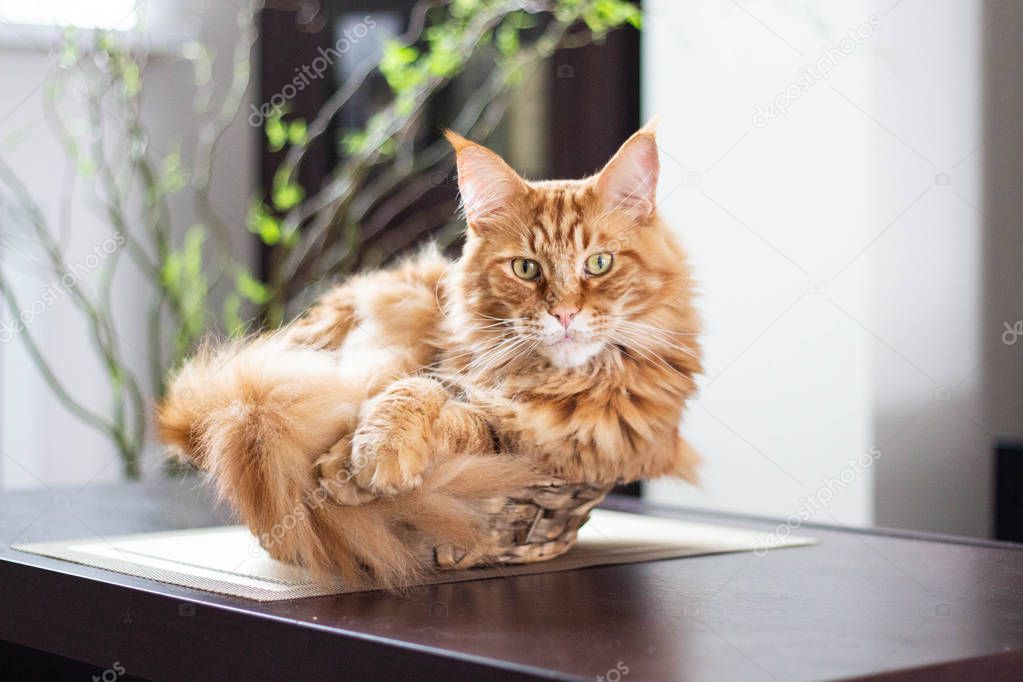 Beautiful ginger long hair mainecoon cat lying in a bamboo vase on wooden table