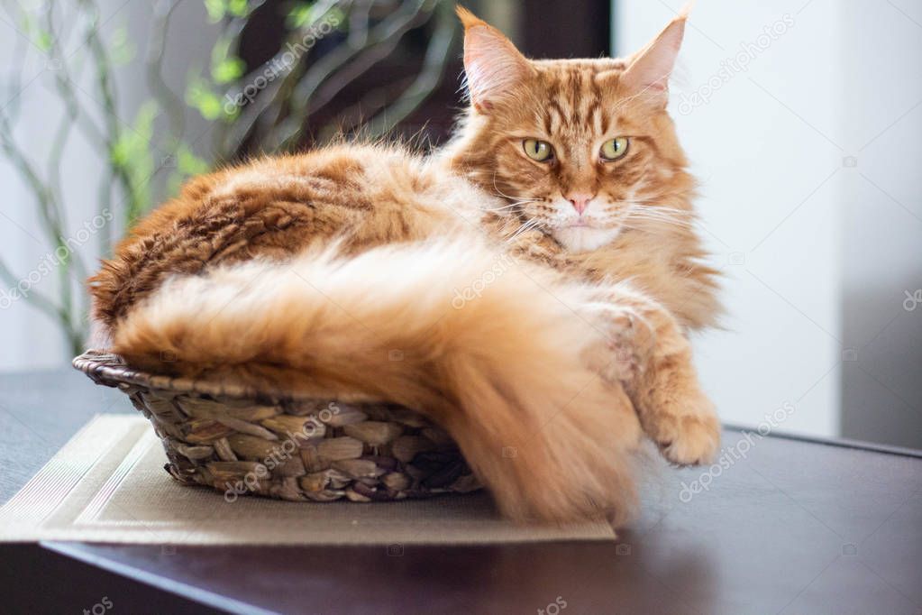 Beautiful ginger long hair mainecoon cat lying in a bamboo vase on wooden table