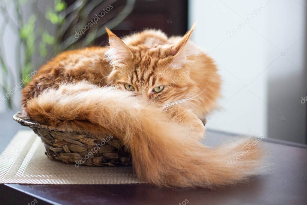 Beautiful ginger long hair mainecoon cat lying in a bamboo vase on wooden table