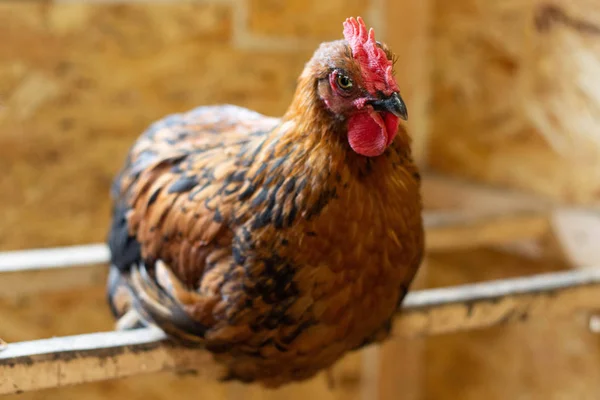 Hens in hen house sitting on perch — Stock Photo, Image