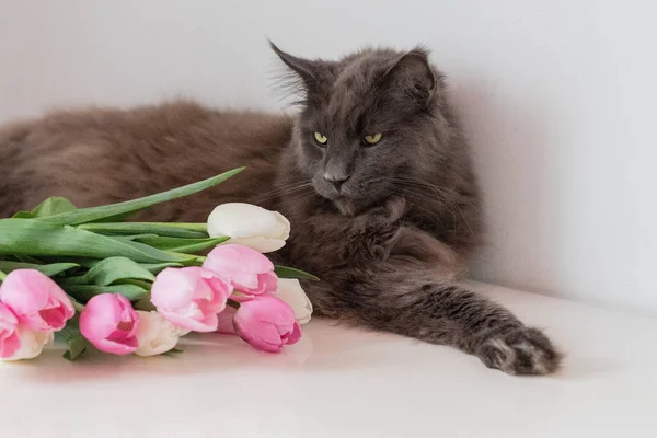 Натюрморт с букетом белых и розовых тюльпанов на столе и лежащей на них кошкой — стоковое фото