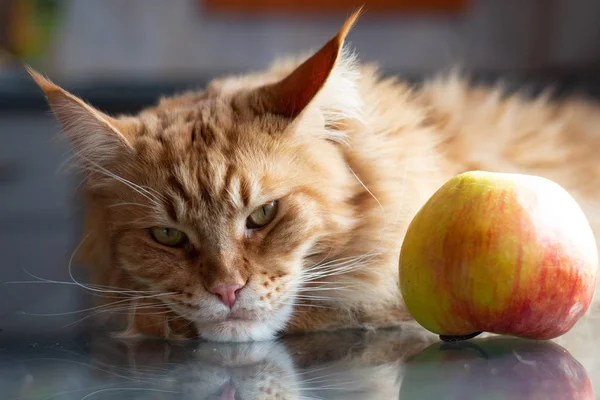 Zrzavé červené kočky, ležící na skleněném stole nedaleko velkého jablka — Stock fotografie