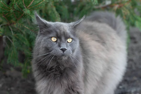 Jolie Blue Maine Coon chat marchant à travers l'herbe à l'extérieur — Photo