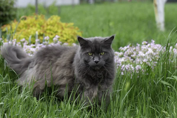 예쁜 블루 메인 쿤 고양이 는 외부 잔디를 통해 산책 — 스톡 사진
