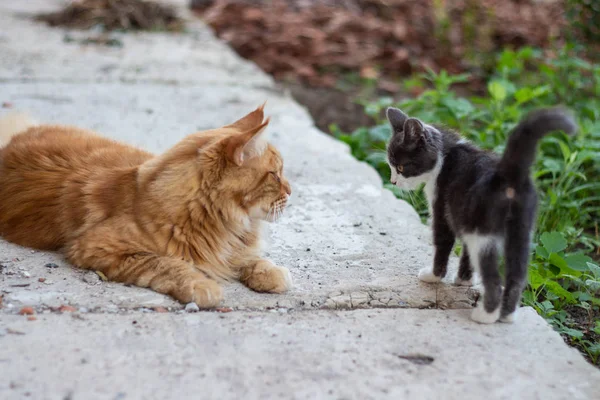 Кошеня зустрів великого кота в саду — стокове фото