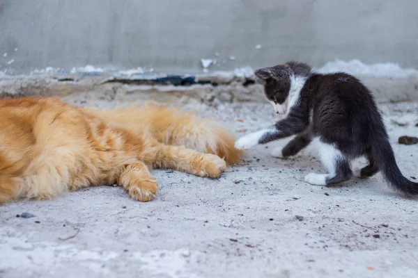 Niedliche kleine Kätzchen spielen mit einer großen roten Katze — Stockfoto