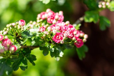 Hawthorn ağacının güzel çiçek açan kırmızı çiçekleri ile dalları yakın