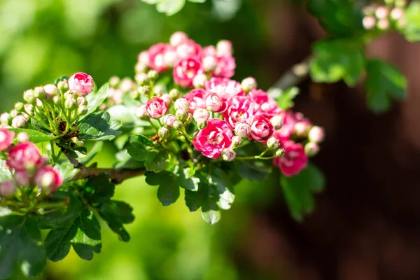 Hawthorn ağacının güzel çiçek açan kırmızı çiçekleri ile dalları yakın