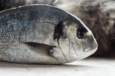 Taze balık Sparus aurata profil görünümü. Beyaz masada çiğ dorada balık