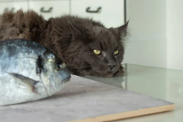 Grand chat coon maine posé sur une table près avec du poisson dorada frais — Photo