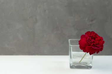 gri arka plan üzerinde cam vazolar düğün dekorasyon tek kırmızı bahçe güller